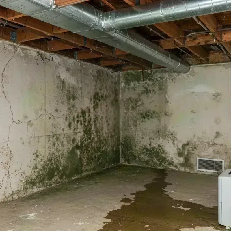 Professional Mold Removal in Bowling Green, KY